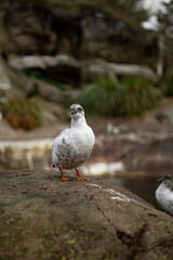 seagull on the stone