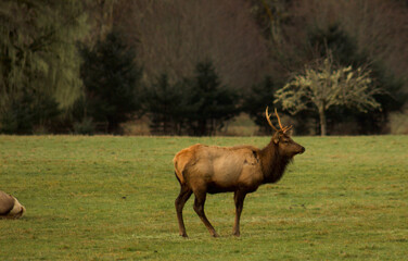 bull elk in park national park