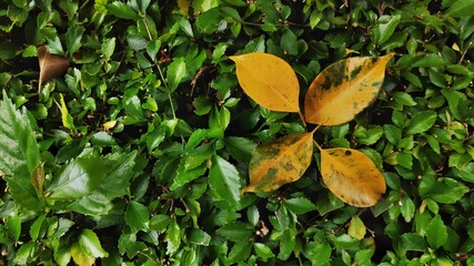 fresh green leaves in the morning of spring season.