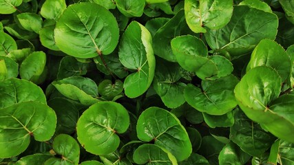 fresh green leaves in the morning of spring season.