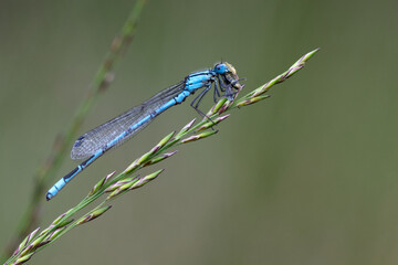 Gemeine Becherjungfer (Enallagma cyathigerum)