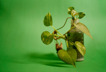 Obraz premium devil's ivy in reused glass bottles