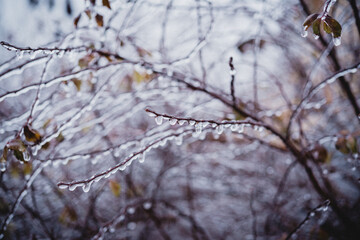 Fototapeta na wymiar Shrub twigs covered with icy after freezing rain