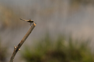 Vierfleck (Libellula quadrimaculata)