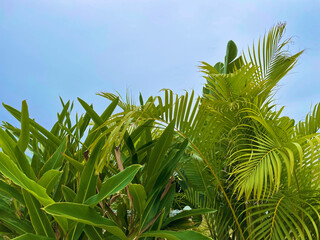 トロピカルグリーン　壁紙　亜熱帯　群生