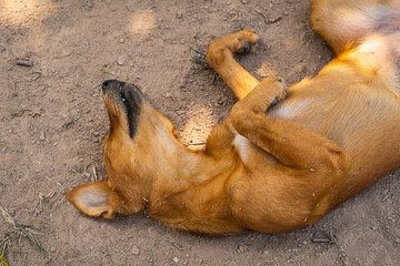 the brown puppy is sleeping on the ground.