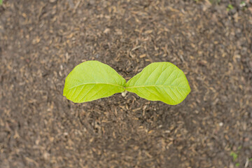 Young trees that grow in fertile ground Concept of nature protection