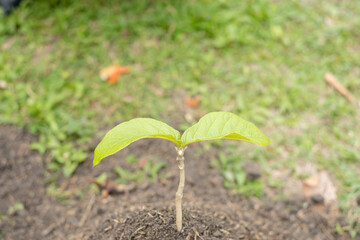 Young trees that grow in fertile ground Concept of nature protection