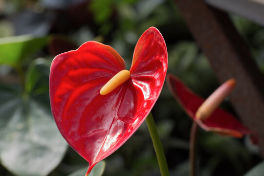 Blooming Of Red Anthurium Or Flamingo Flower, The Indoor Plant Grows In The Garden. Selective Focus, Green Leaves Background.