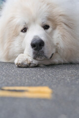 散歩途中に道で休むグレートピレニーズ