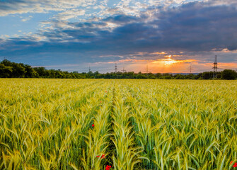 autum forest aerial photo