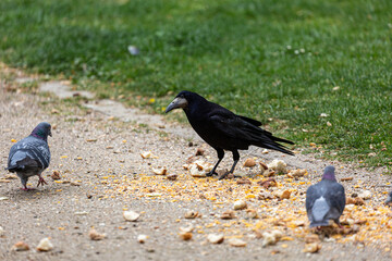 Crow walking on grass field in a park