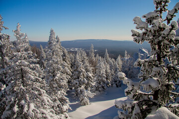 Fototapeta na wymiar Coniferous forest in the snow on a clear winter day. Winter landscape