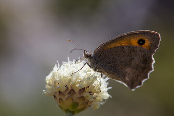 Kleines Ochsenauge auf weißer Blüte © Herbert