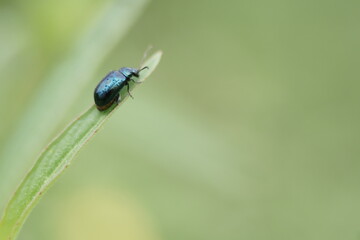bug on a leaf