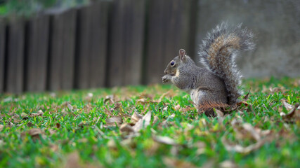 Naklejka na ściany i meble Cute squirrel collects nuts on green grass, autumn, fallen leaves