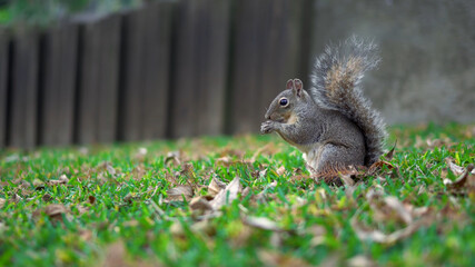 Cute squirrel collects nuts on green grass, autumn, fallen leaves