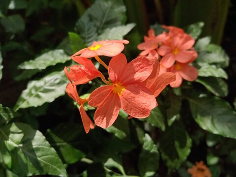red and yellow flower