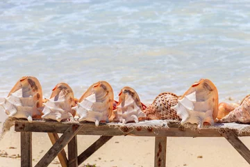 Crédence de cuisine en verre imprimé Plage de Nungwi, Tanzanie Différents coquillages en vente sur un étal sur la plage de Nungwi, Zanzibar, Tanzanie