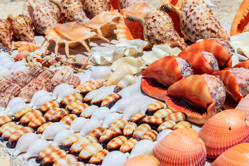 Different seashells for sale on a stall on Nungwi beach, Zanzibar, Tanzania