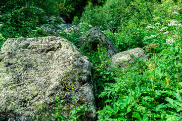 Isolated stones in the grass at the top of the mountain. Top view.