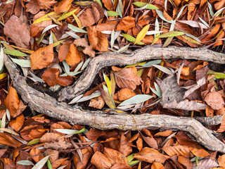 Close-up background photo of a tree root in the middle of fallen leaves in autumn