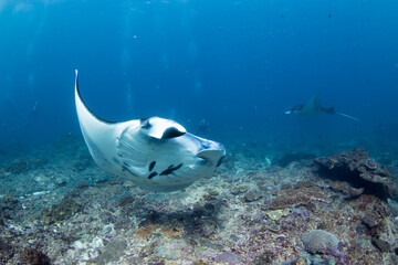 Reef Manta Ray (Manta Alfredi) gracefully swimming along the coral reef at Nusa Penida island, Bali, Indonesia.
