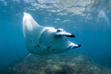 Reef Manta Ray (Manta Alfredi) gracefully swimming close to the surface of the water around cleaning station at Nusa Penida island, Bali, Indonesia.