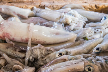 Raw fresh squids for sale in the fish market