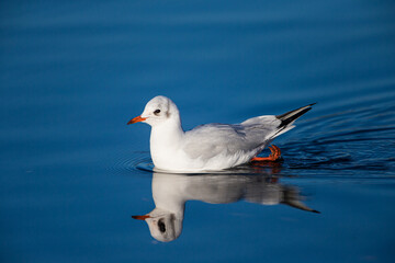 Black-headed Gull in the early morning light o Bushy Park, London