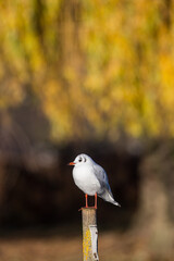 Black-headed Gull in the early morning light o Bushy Park, London