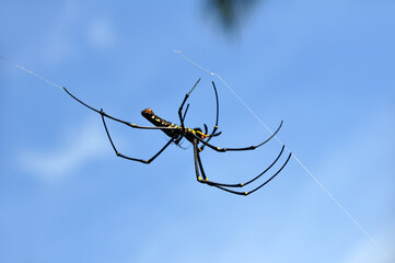 Nephila pilipes, the northern golden orb weaver or giant golden orb weave spider
