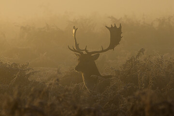 Fallow deer silhouette in the bracken at dawn in Bushy Park