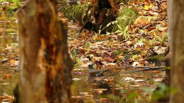 American Robin Bathing On Wetland In The Forest During Autumn Season. static. mossy pond with fallen autumn leaves American robin walk out of frame