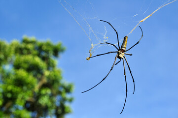 Nephila pilipes, the northern golden orb weaver or giant golden orb weave spider