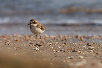 a bird on the beach. Lesser sand plover on the beach. Charadrius mongolus. The lesser sand plover is a small wader in the plover family of birds.
