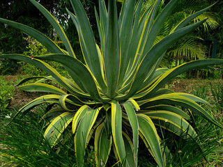aloe vera plant vintage background beautiful nature concept tropical leaf
