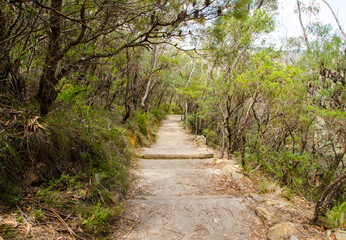 Fototapeta na wymiar Trekking trail in the rainforest at Wentworth Falls, New South Wales, Australia.