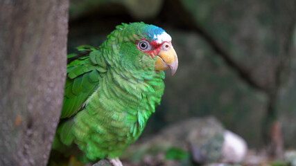 Cute green parrot with blue tufted close-up