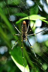 Nephila pilipes, the northern golden orb weaver or giant golden orb weave spider