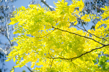 Bright yellow leaves on its branch in a spring season at a botanical garden.
