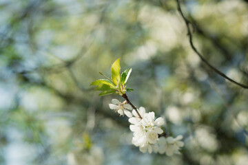 Kwiaty wiśni zakwitające na wiosnę © Krzysztof