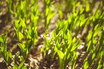 grass in the morning