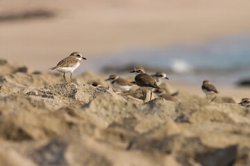 a flock of birds. The lesser sand plover is a small wader in the plover family of birds. Charadrius mongolus. Lesser sand plover standing on rock.
