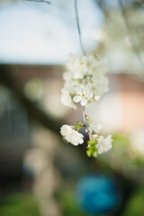 Kwiaty wiśni zakwitające na wiosnę © Krzysztof