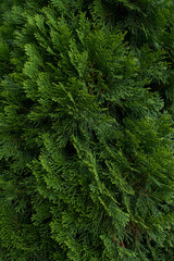 branches of deep green cypress close-up