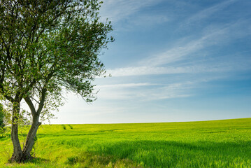 Baum im grünen Sommerfeld vor blauen Himmel