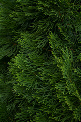 Fototapeta na wymiar branches of deep green cypress close-up