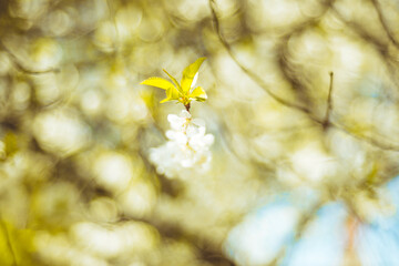 Kwiaty wiśni zakwitające na wiosnę © Krzysztof