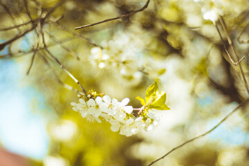 Kwiaty wiśni zakwitające na wiosnę